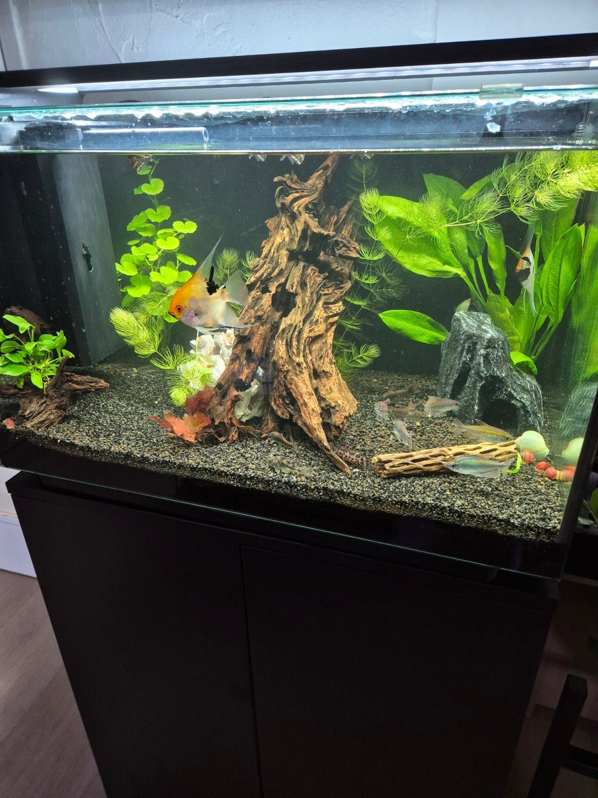superfish home proled 85, Dieren en Toebehoren, Ophalen, Zo goed als nieuw, Leeg aquarium
