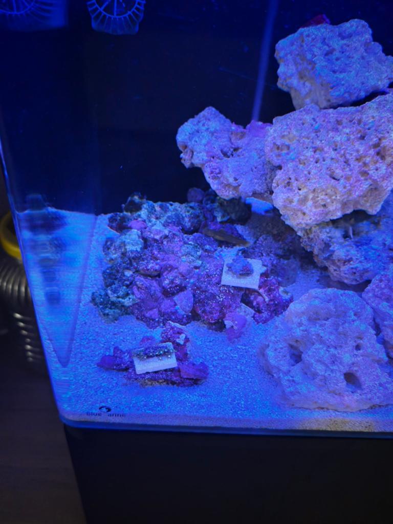 Blue marine 60 zee aquarium, Dieren en Toebehoren, Ophalen of Verzenden