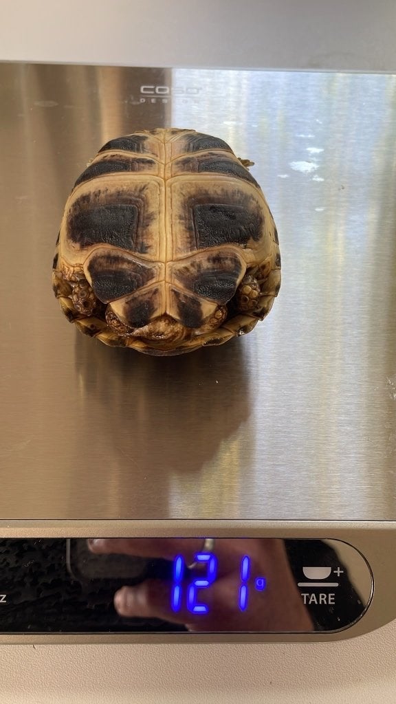 Vierteenlandschildpadden nakweek 2023 (4 vrouw, 1 man) Tortoise photo 4
