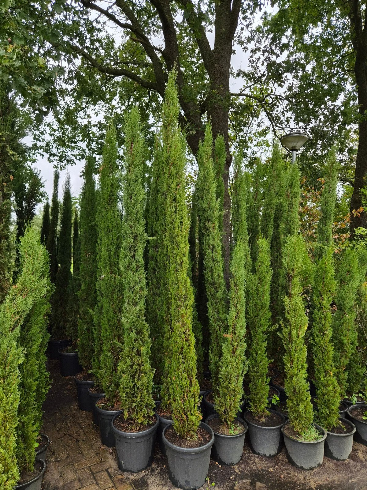 Italiaanse Cipres (Cupressus Sempervirens) - Alle Maten, Tuin en Terras, Bloeit niet, 250 tot 400 cm, Zuilboom, Ophalen