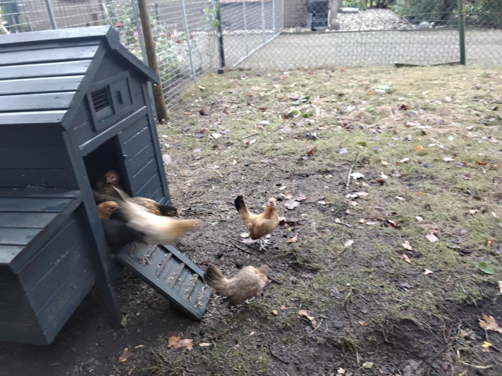 krielkippen, jonge hennen, Dieren en Toebehoren, Vrouwelijk, Kip