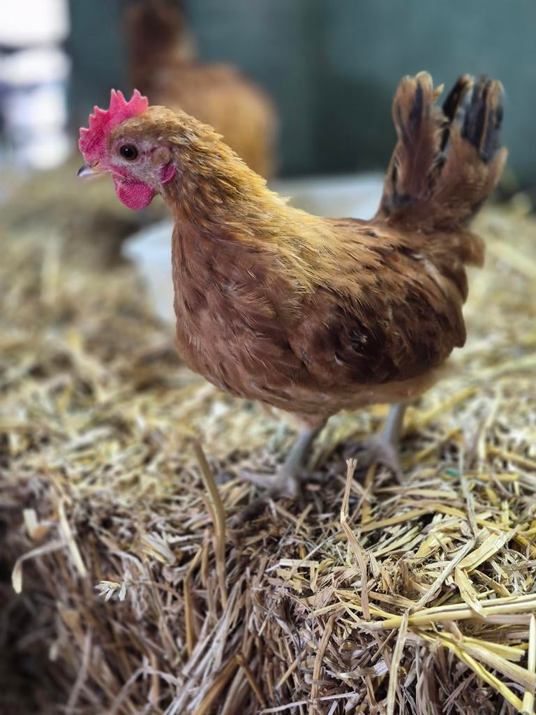 Chabo kriel kippen, Dieren en Toebehoren, Mannelijk, Kip