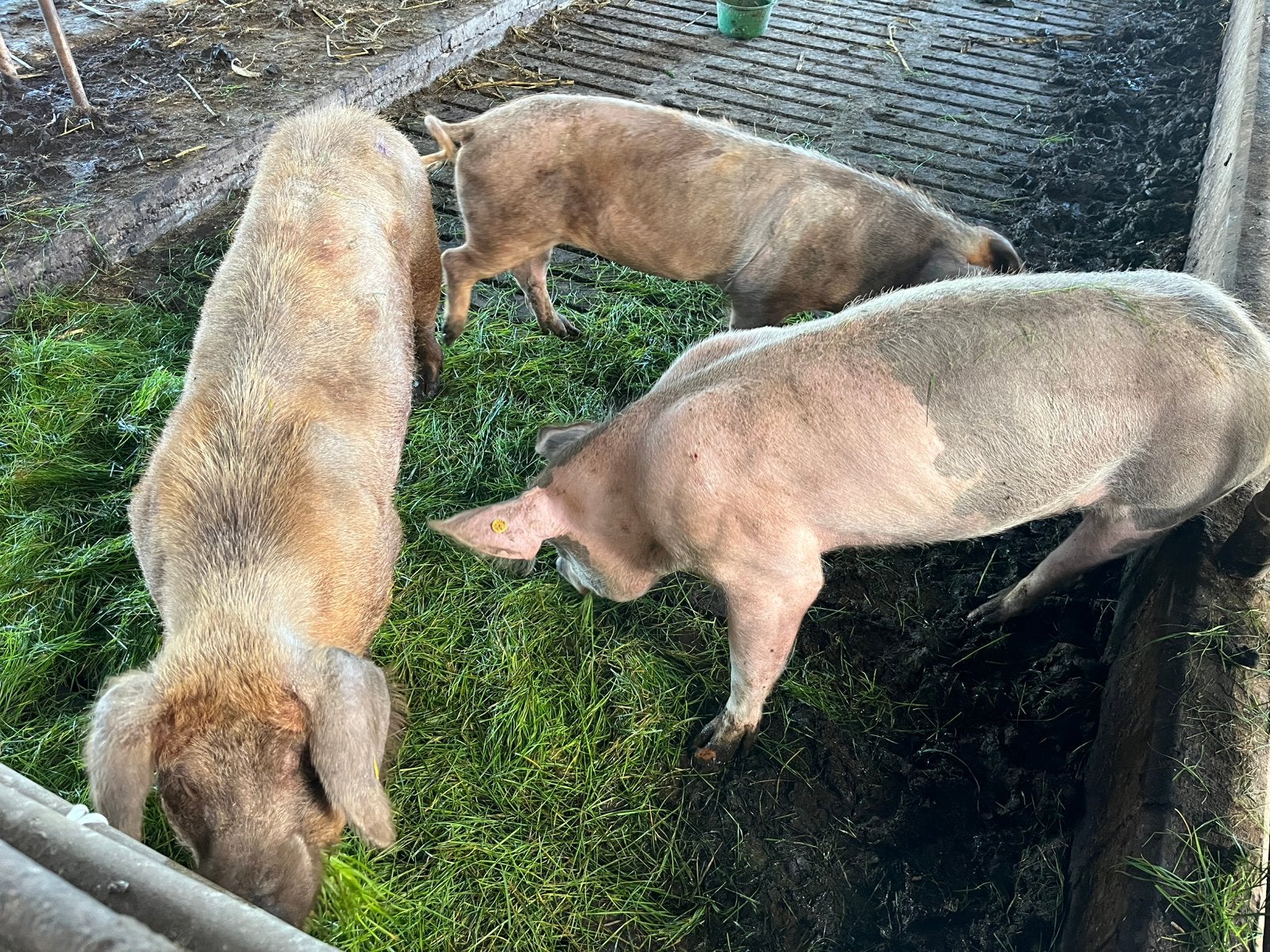Zeugen, Dieren en Toebehoren, Vrouwelijk, Varken