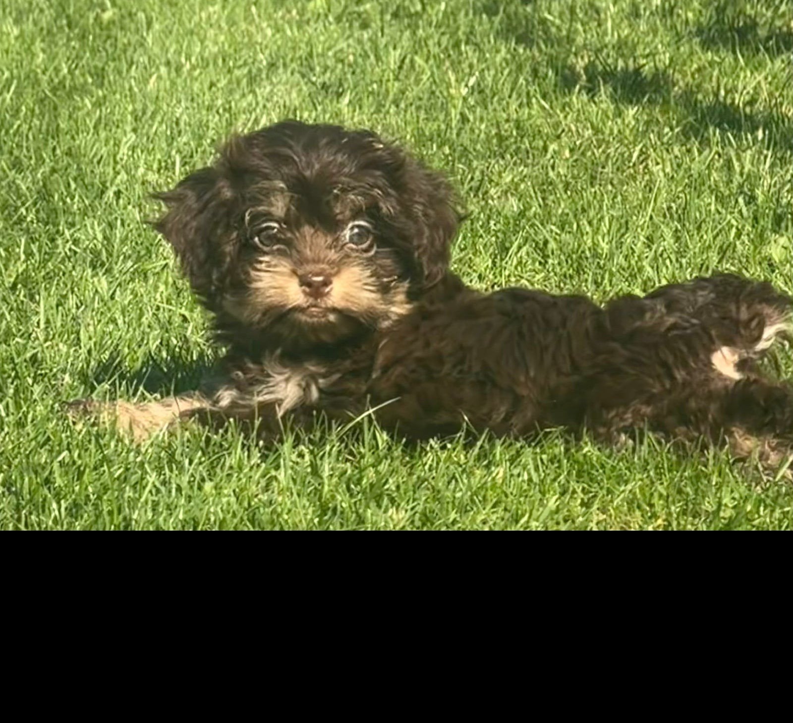 maltipoo x boomer pups, Dieren en Toebehoren, Overige rassen, CDV (hondenziekte), 8 tot 15 weken, Meerdere