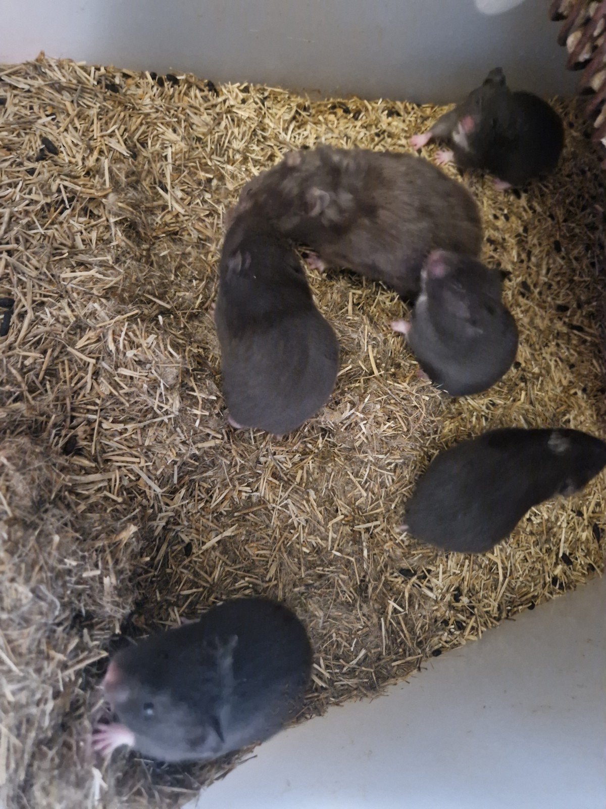 Te koop 'langhaar' goudhamsters, Dieren en Toebehoren, Knaagdieren, April, Meerdere dieren, Hamster