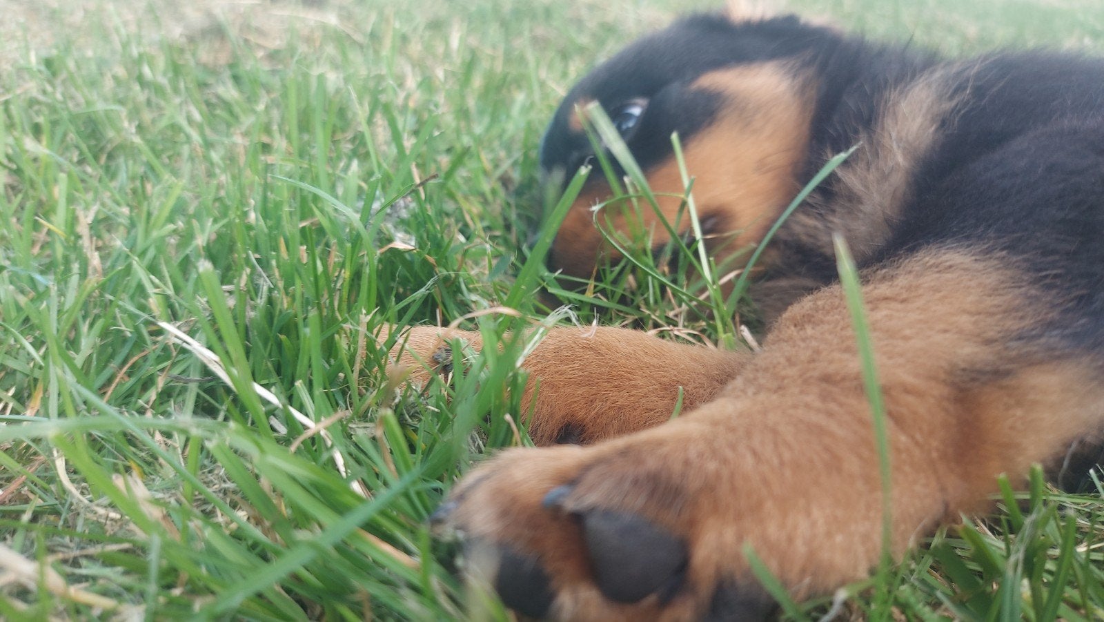 Mooie lieve forse rottweiler pups! Mogen het nest verlaten!, 8 tot 15 weken, Meerdere, Meerdere dieren, Rottweiler