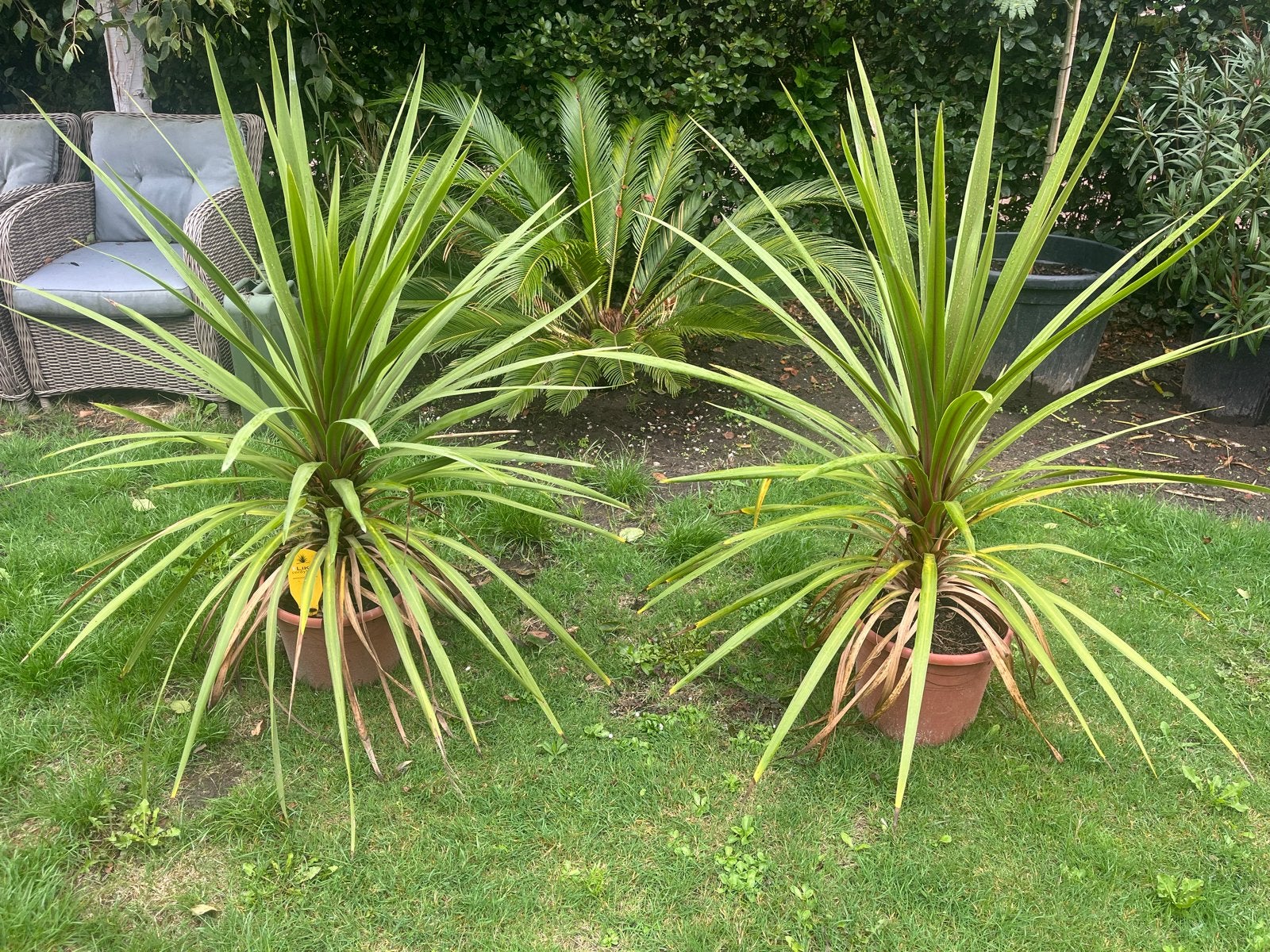 Cordyline (2x) en Fatsia, Tuin en Terras, Overige soorten, Vaste plant, Ophalen of Verzenden, Bloeit niet