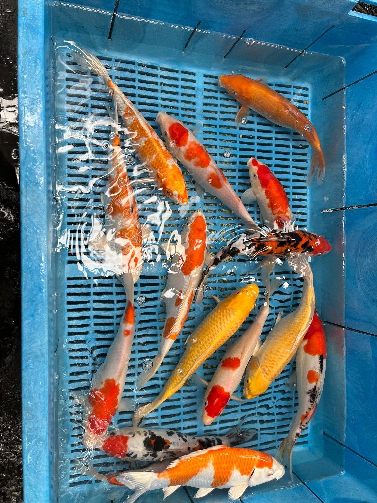 30% korting op  alle vijvervissen koi winde steur Goudvis, Dieren en Toebehoren, Goudvis(sen)