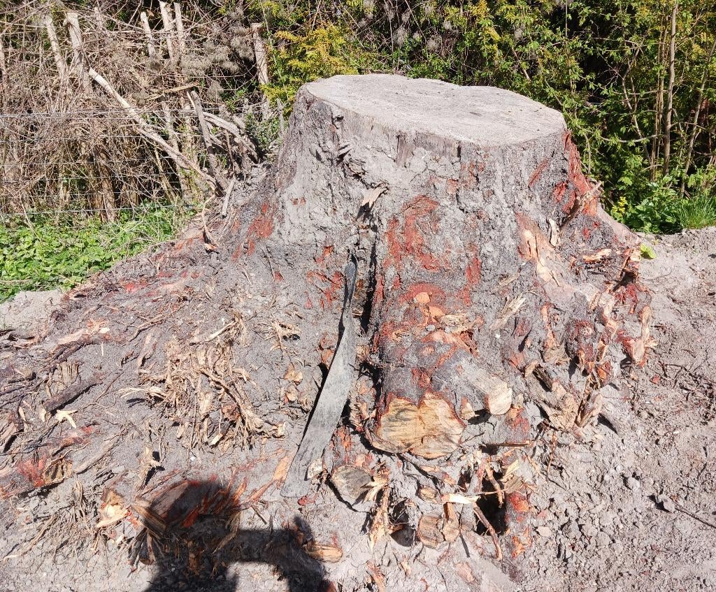 GRATIS Boomstronk boomstobbe stobbe, Tuin en Terras, Haardhout, Minder dan 3 m³, Ophalen