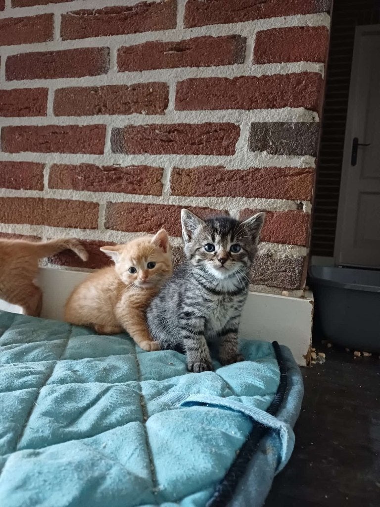 Boerderij Kittens, Dieren en Toebehoren, Meerdere dieren, 0 tot 2 jaar