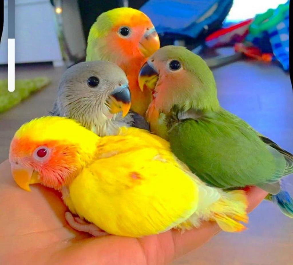 Handtamme vogel roseicolli, lovebird agapornis lief!, Geslacht onbekend, Tam