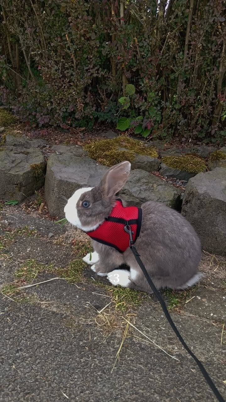 lief konijntje (ram) gratis, Dieren en Toebehoren, Mannelijk, Hangoor, 0 tot 2 jaar