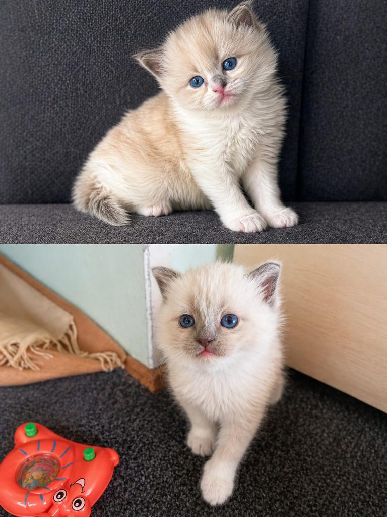Baby ragdoll kittens één katertje en één poesje, Meerdere dieren