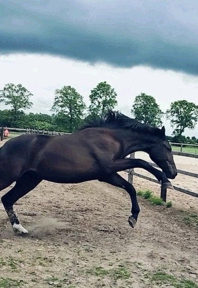 Bloedmooie grote ruin v. Extreme U.S, Dieren en Toebehoren, Met stamboom, Ruin, Dressuurpaard, 0 tot 2 jaar