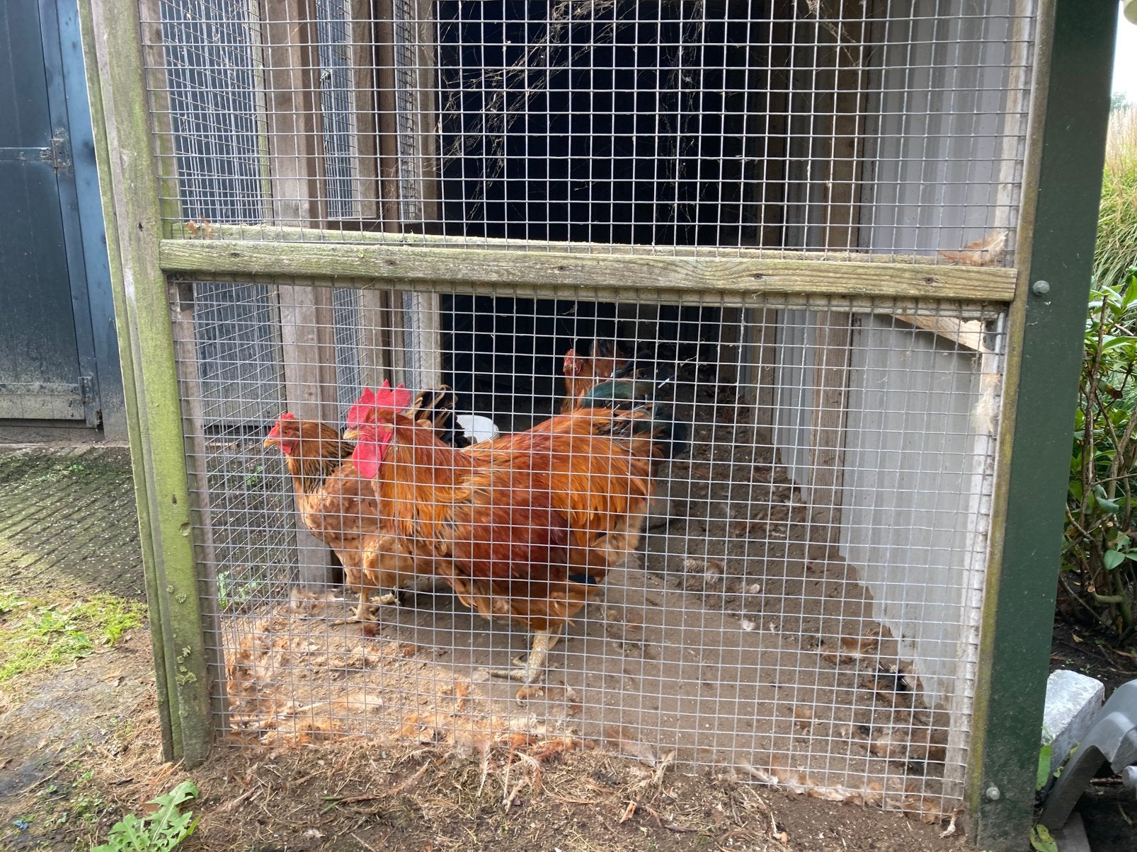 New Hampshire (gratis), Dieren en Toebehoren, Meerdere dieren, Kip