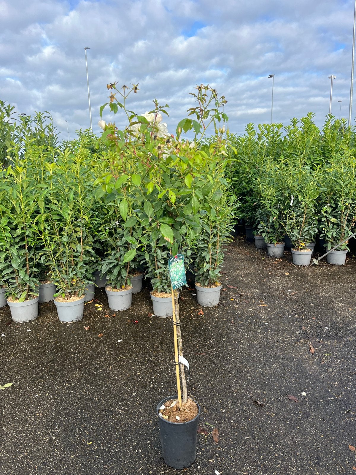 Witte Bolboom Roos - Elegante Stamroos in Pot, Tuin en Terras, Planten | Bomen, 100 tot 250 cm, Zomer, Ophalen, Volle zon