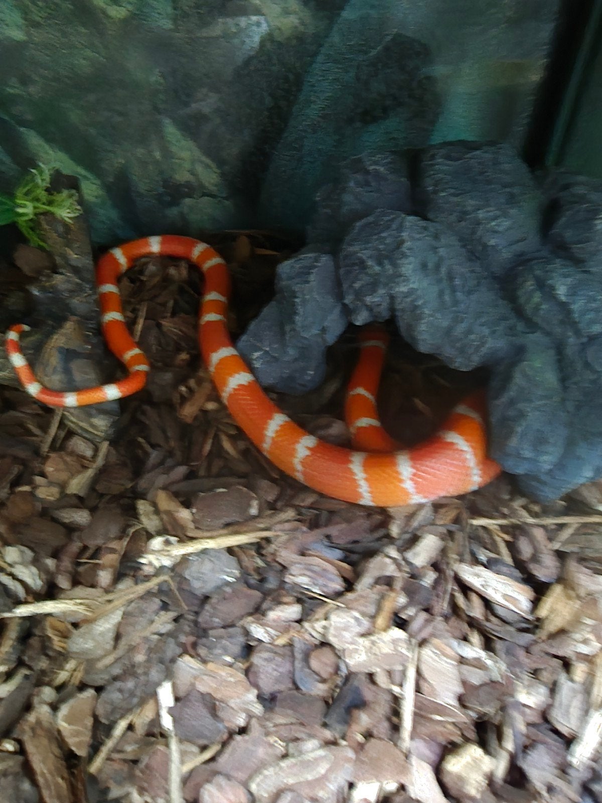 Lampropeltis triangulum hondurensis – DIVERSE BIJZONDERE MOR
