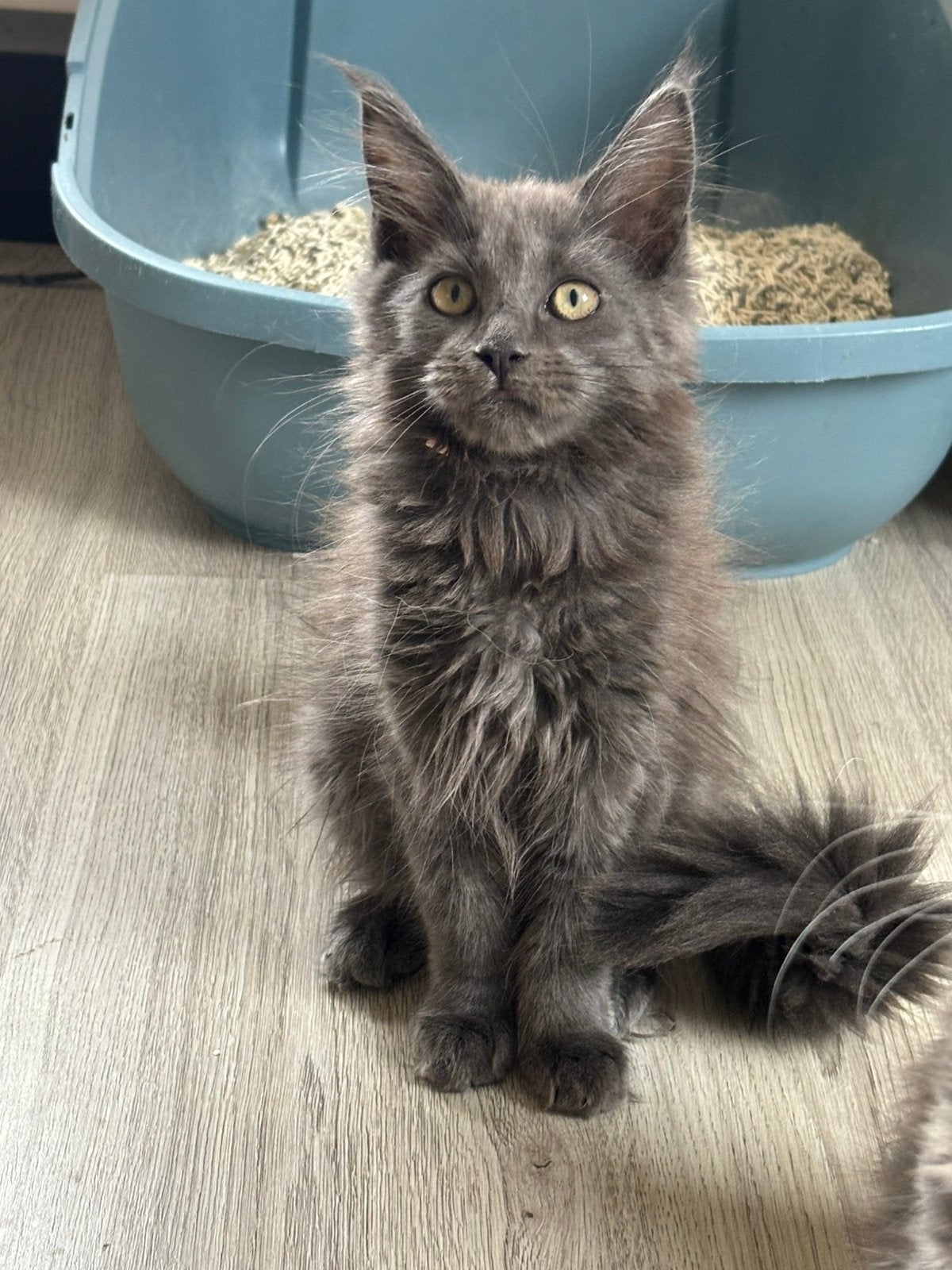 Lief en sociaal poesje zoekt huisje, Poes, Met stamboom, 0 tot 2 jaar