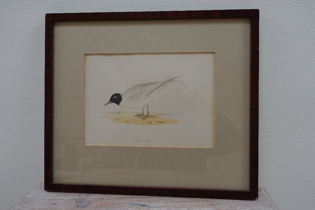 Antieke litho met kleine zeemeeuw - 'Little gull', Ingelijst, Ophalen of Verzenden, Lithografie, Dieren en Natuur