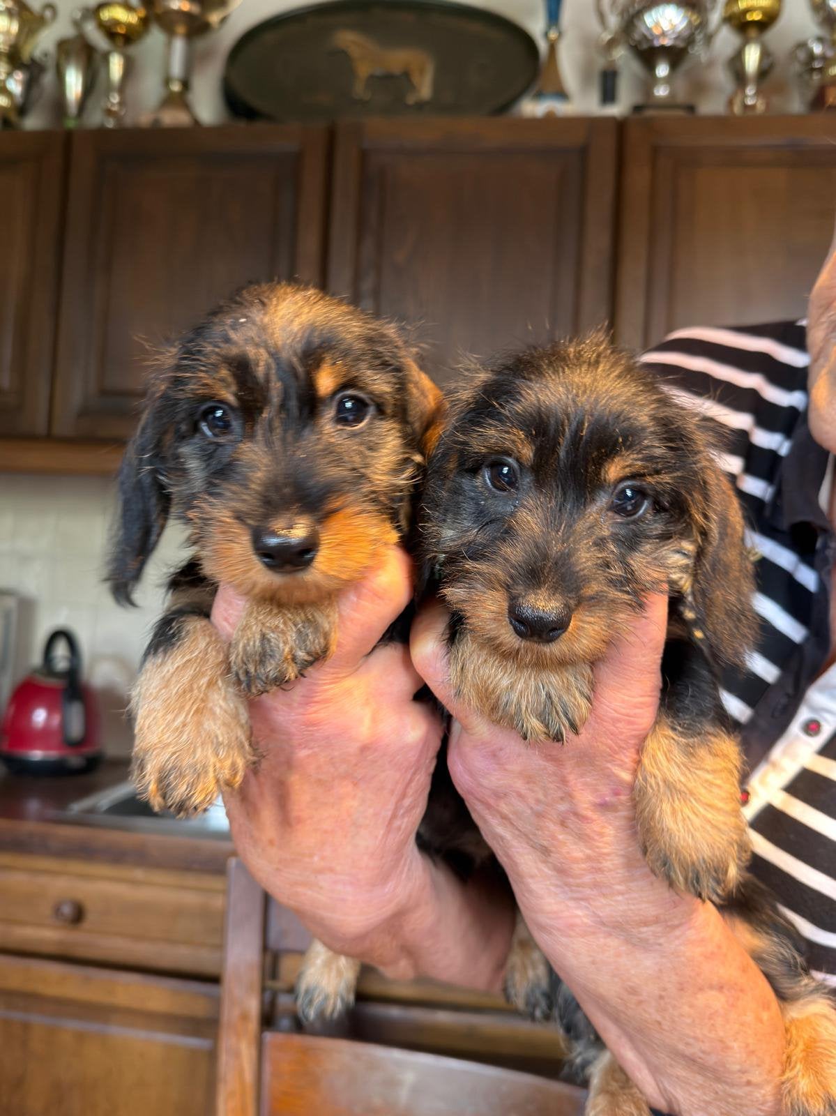 Zuivere ruwharige Kanninchen Teckel pups, Dieren en Toebehoren, Kaninchen, Parvo, Nederland, 8 tot 15 weken