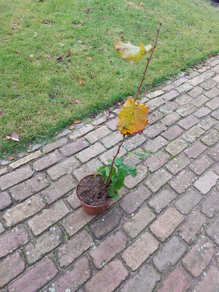Hazelaar groene hazelaar hazelnoot, Tuin en Terras, Planten | Bomen, Ophalen of Verzenden, Volle zon, Overige soorten, Minder dan 100 cm