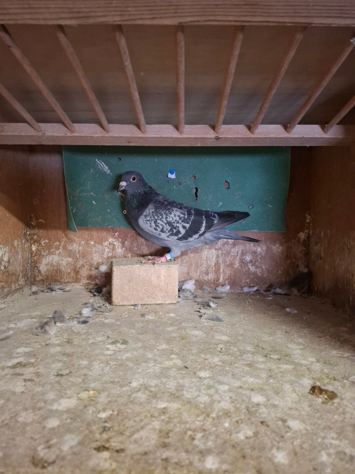 Doffer 2026, Dieren en Toebehoren, Mannelijk, Postduif