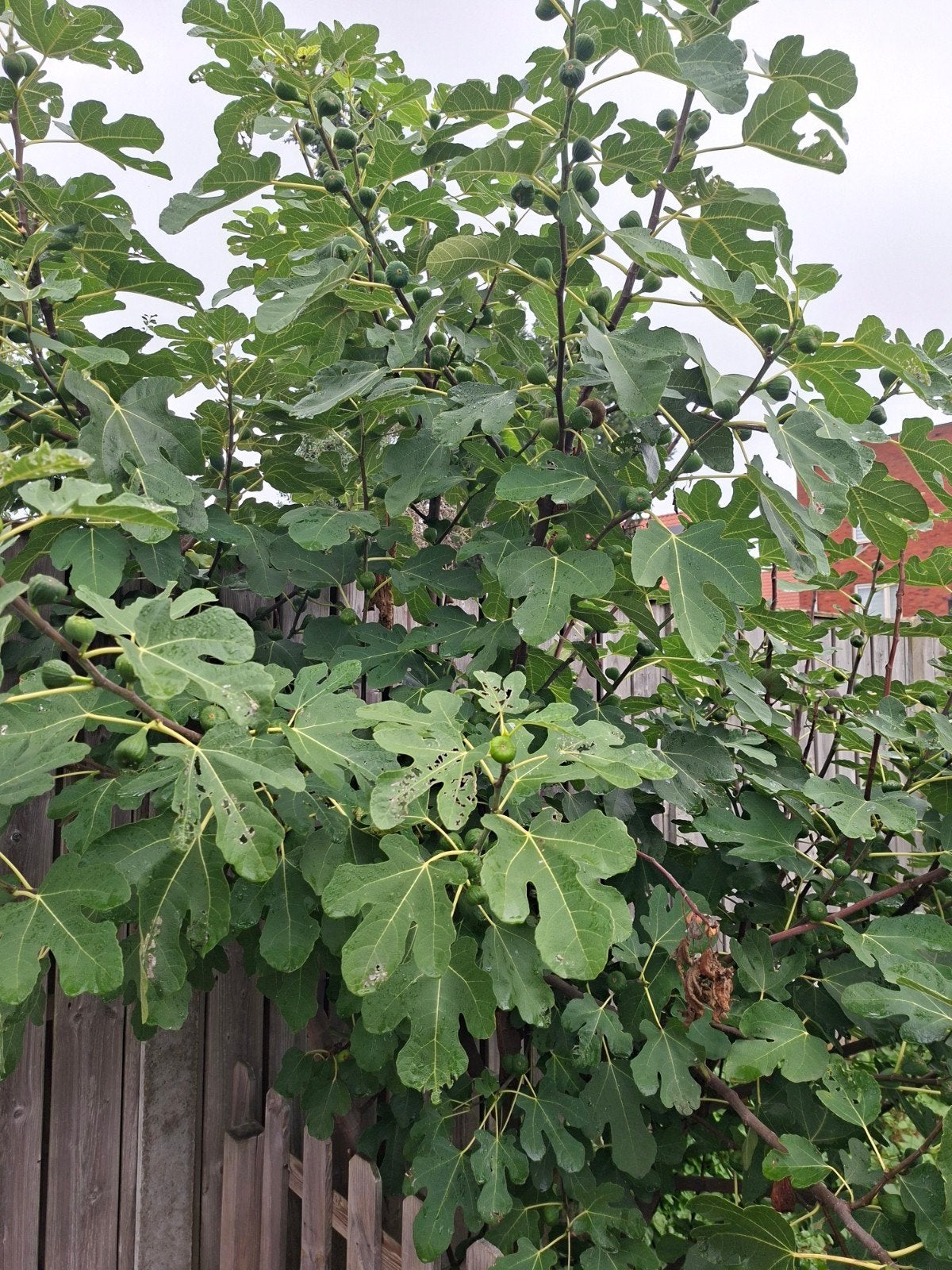 Grote Vijgenboom met Vruchten, Ophalen, Volle zon, 250 tot 400 cm, Vijgenboom