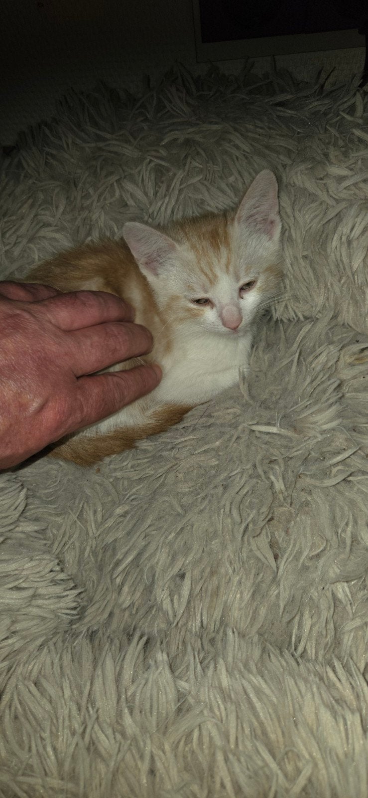 Lieve aanhankelijke kittens, Dieren en Toebehoren, Katten en Kittens | Overige Katten, Meerdere dieren