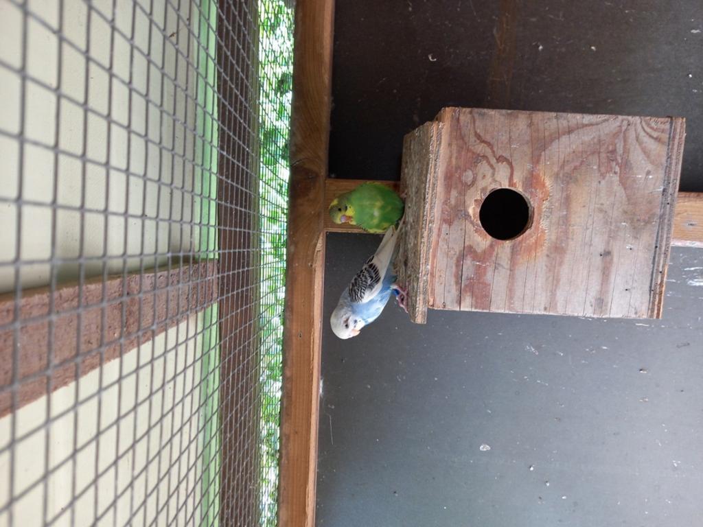 Jonge grasparkieten., Geslacht onbekend, Parkiet