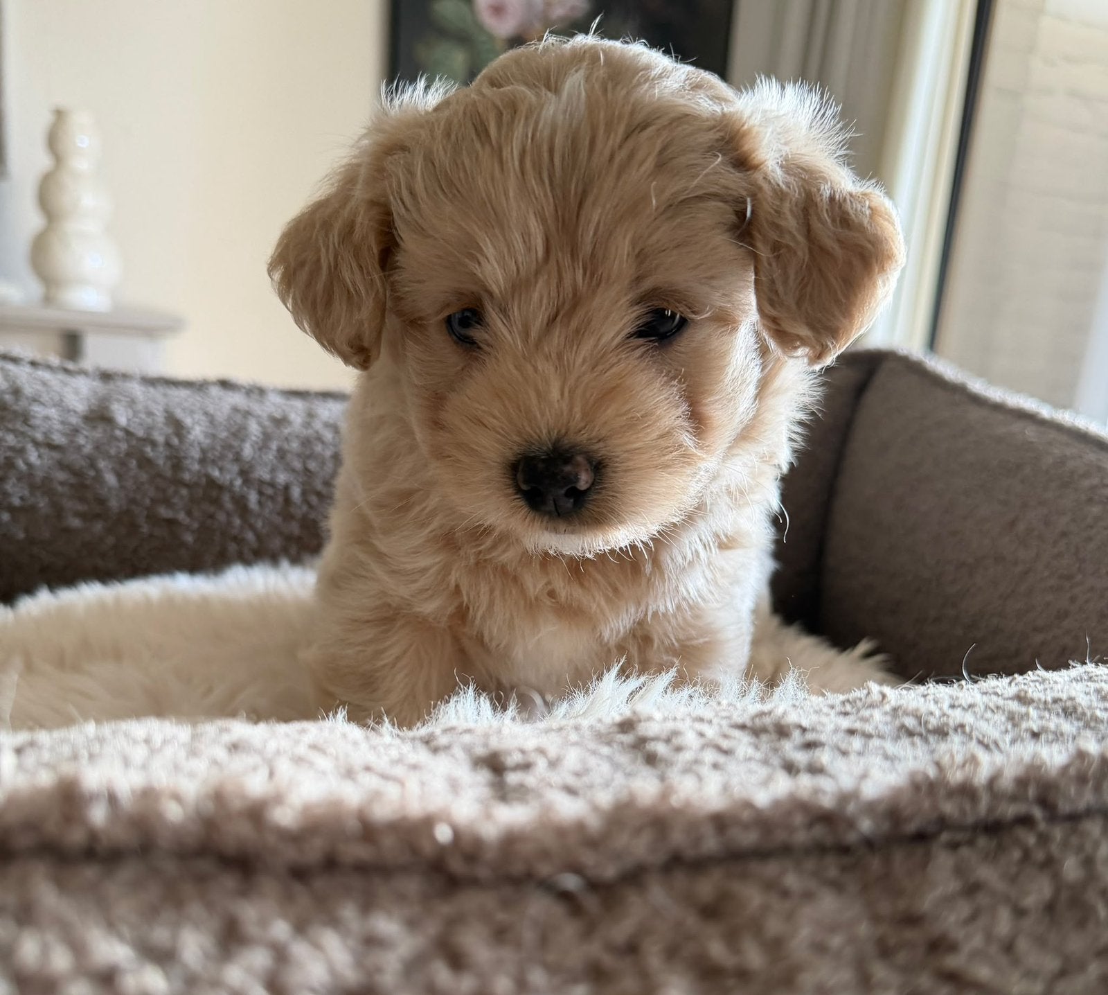 Maltipoo pup reutje, 8 tot 15 weken, CDV (hondenziekte), Eén hond, Nederland