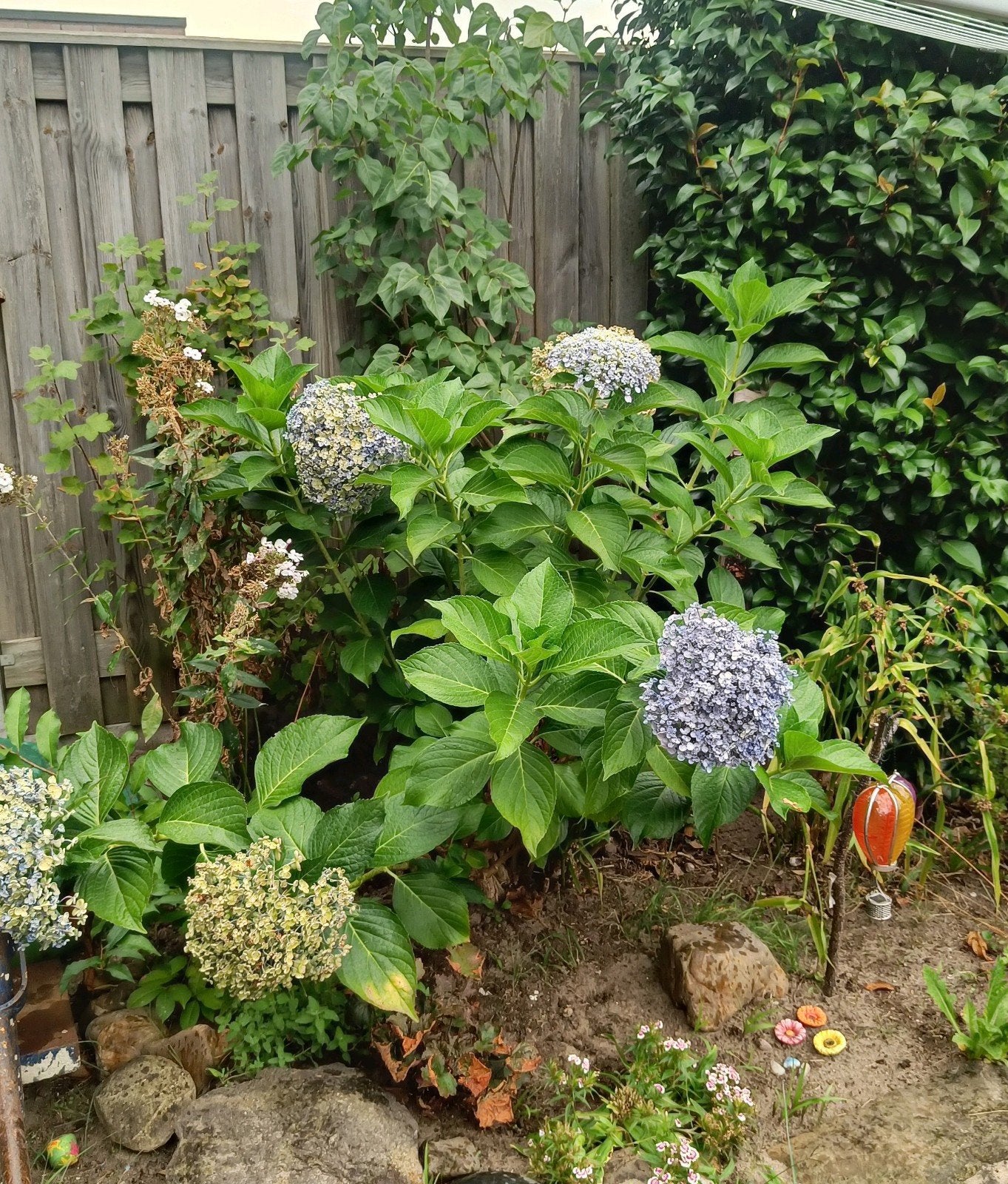 Hortensia Ayesha - Blauw/paars en geel, Tuin en Terras, Ophalen, Overige soorten, Halfschaduw