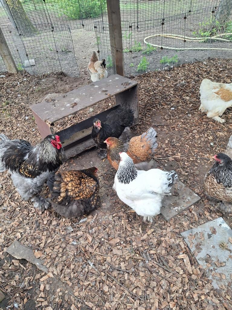 Brahma broedeieren, Dieren en Toebehoren, Pluimvee, Geslacht onbekend, Kip