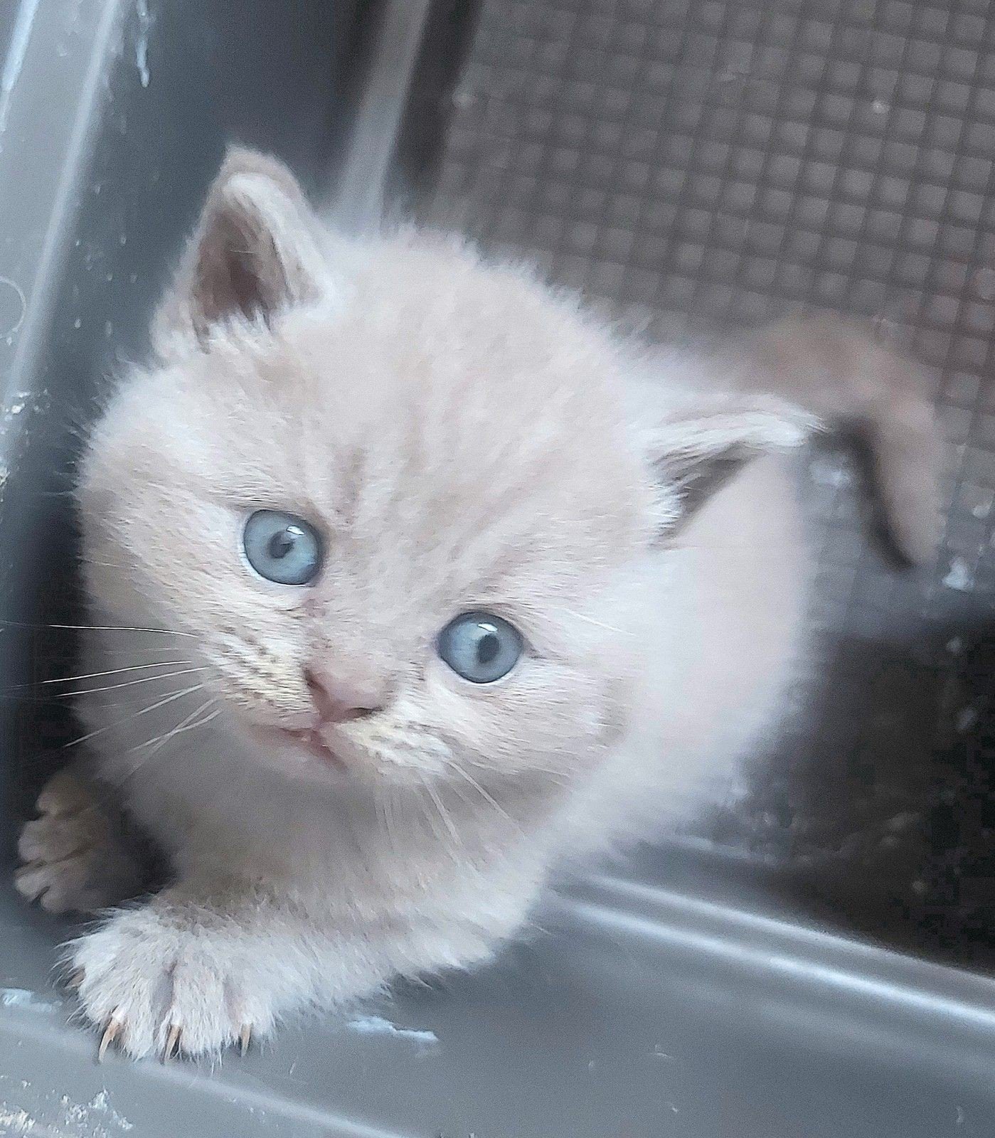 Britse korthaar, Meerdere dieren, Ontwormd, 0 tot 2 jaar