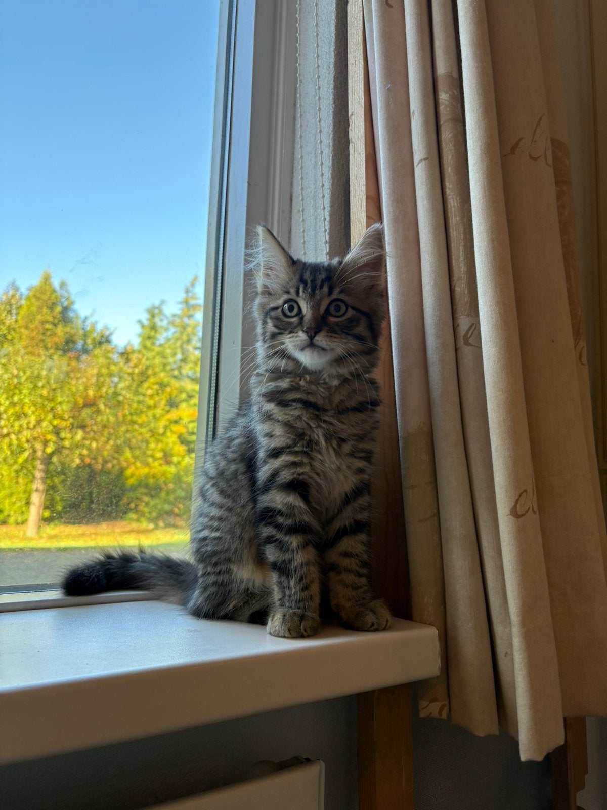 Ragdol x kruising - mag direct mee, Kater