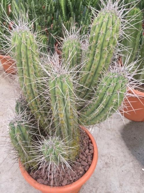 Cactus Stetsonia Coryne  70/80cm hoog Aanbieding Van 250-150, Ophalen, Minder dan 100 cm, Bloeiende kamerplant, Volle zon