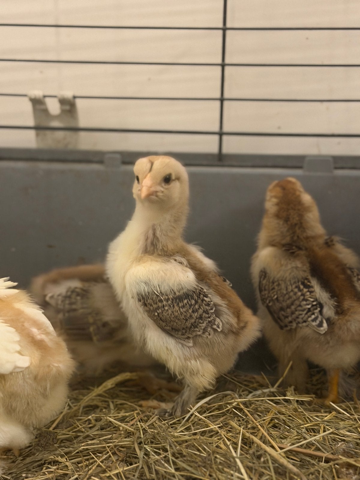 Prachtige Brahma kuikens, Geslacht onbekend, Kip