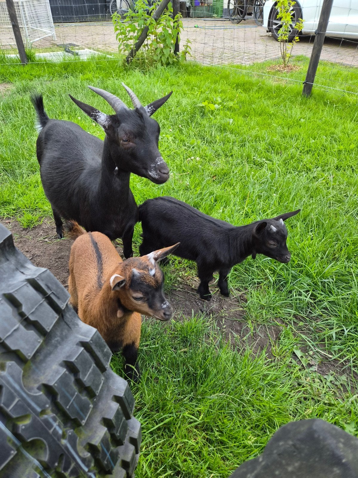 Stamboek dwergeit met 2 boklammetjes, Dieren en Toebehoren, Schapen, Geiten en Varkens, Mannelijk, Geit