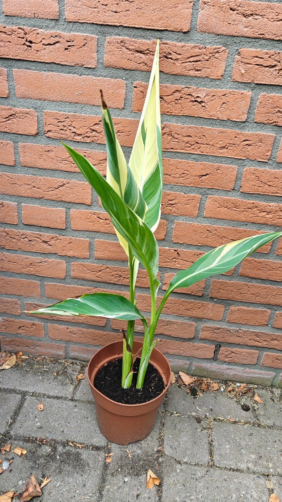 Canna 'Stuttgart' stek, Ophalen