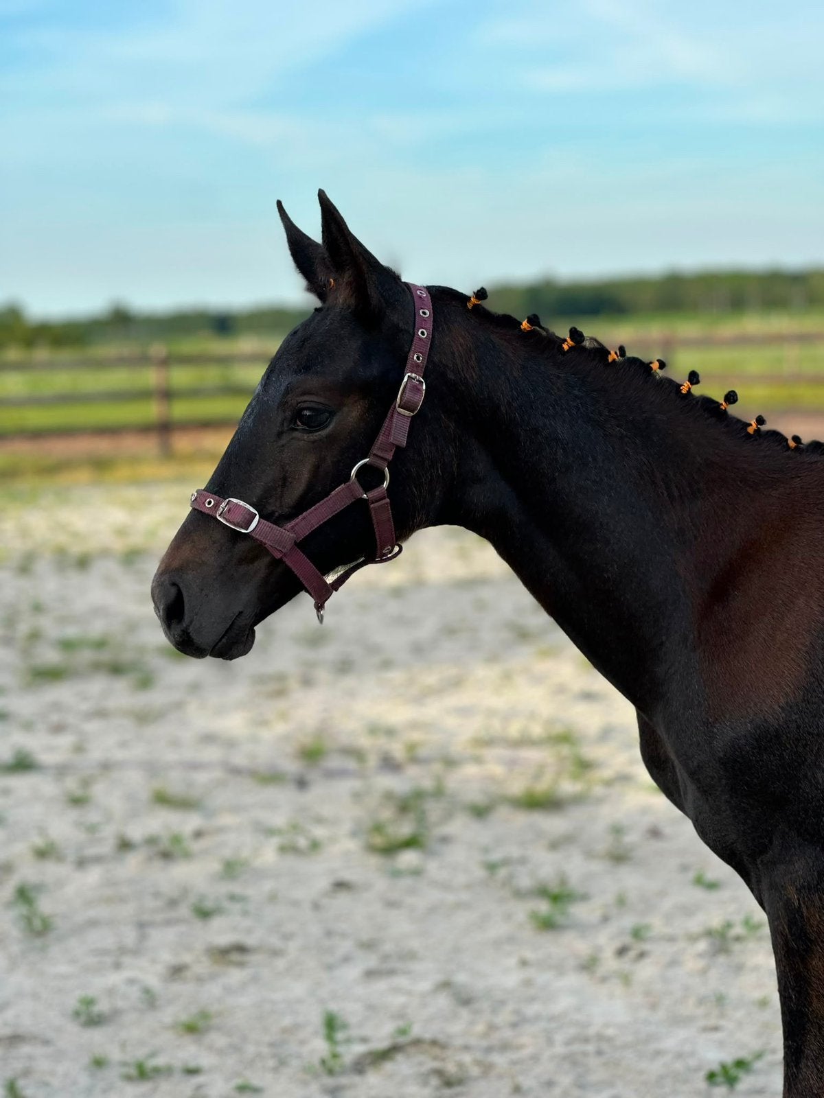 Talentvol merrie veulen, Dieren en Toebehoren, Paarden, Merrie, Minder dan 160 cm, Met stamboom, Niet van toepassing