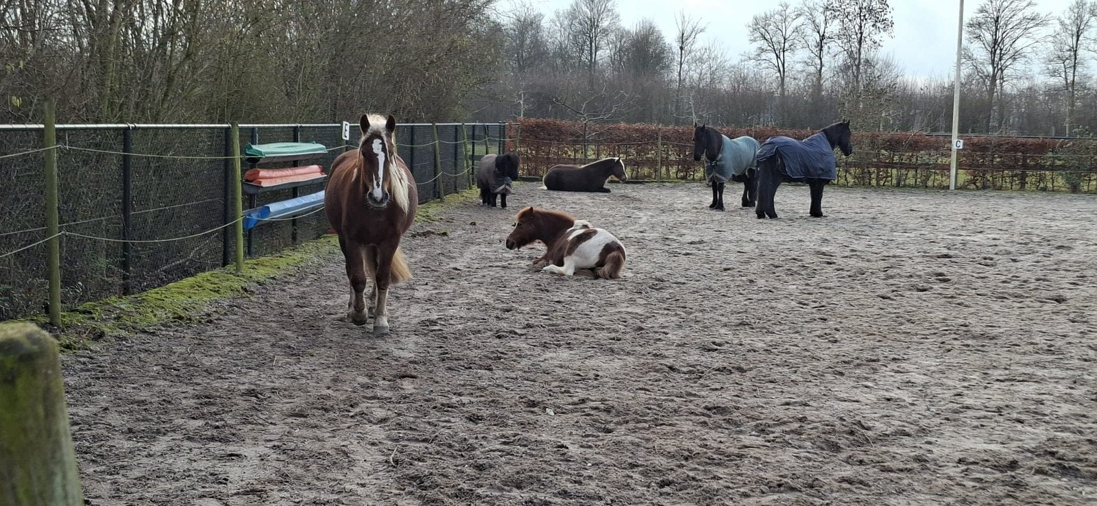 Plekje vrij paddock paradise, Dieren en Toebehoren