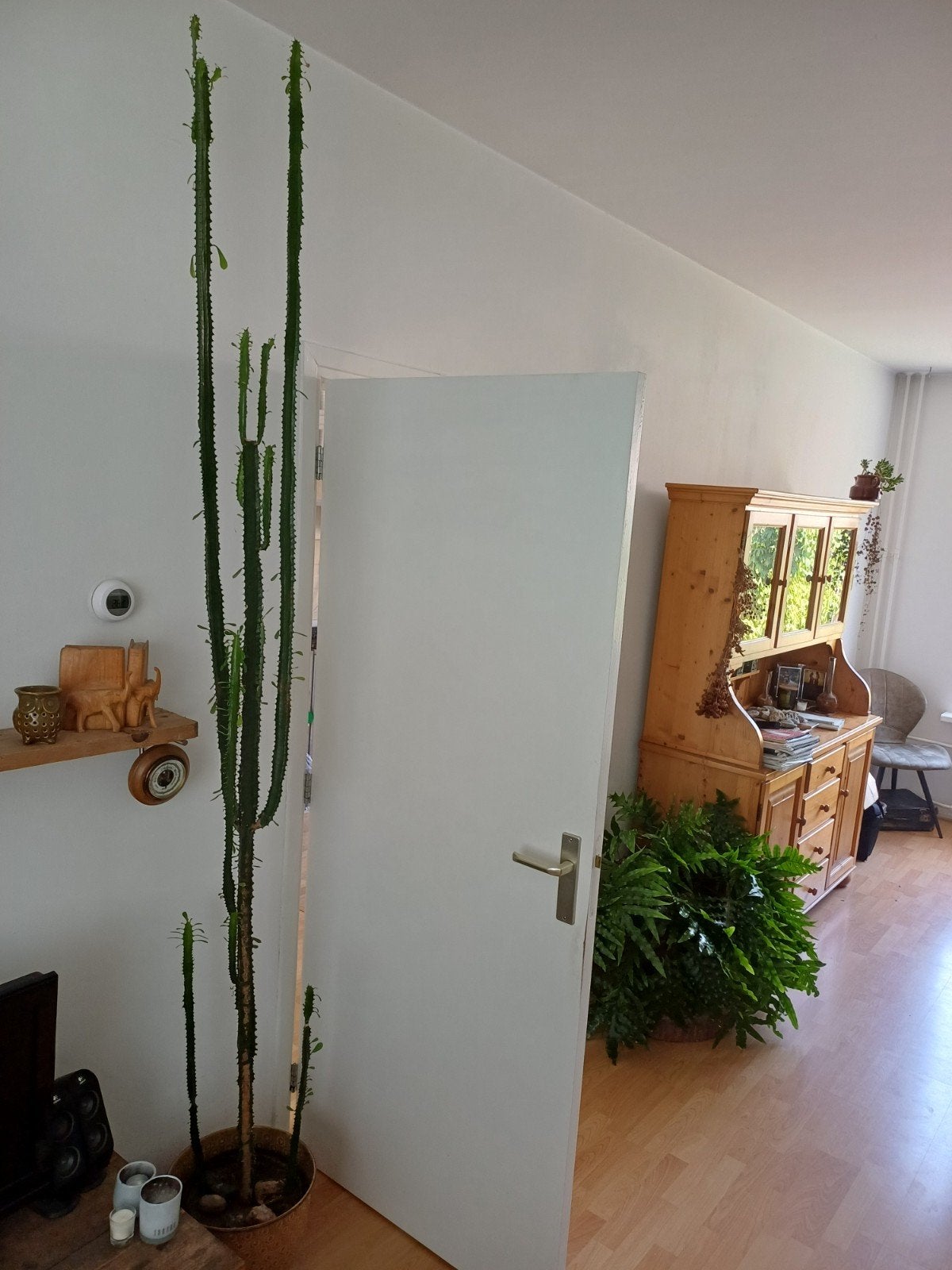 Grote Euphorbia Trigona cactus in pot (African Milk Tree), Ophalen, 200 cm of meer, In pot, Cactus