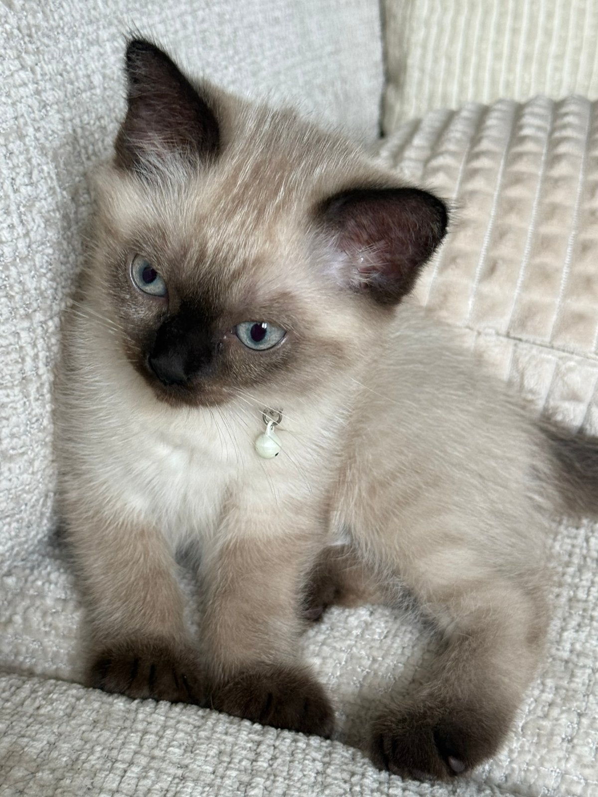Ragdoll sealpoint x brits kittens, Dieren en Toebehoren, Katten en Kittens | Raskatten | Langhaar, Meerdere dieren, Ingeënt