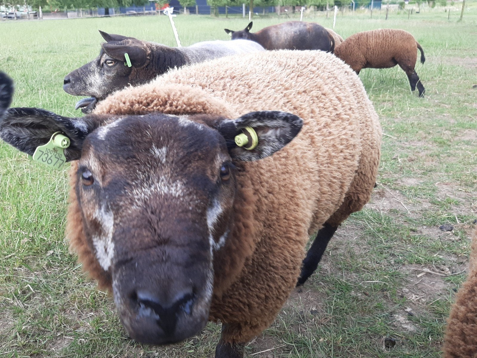 Stamboek Blauwe Texelaars rammen te koop, Dieren en Toebehoren, Mannelijk, Schaap