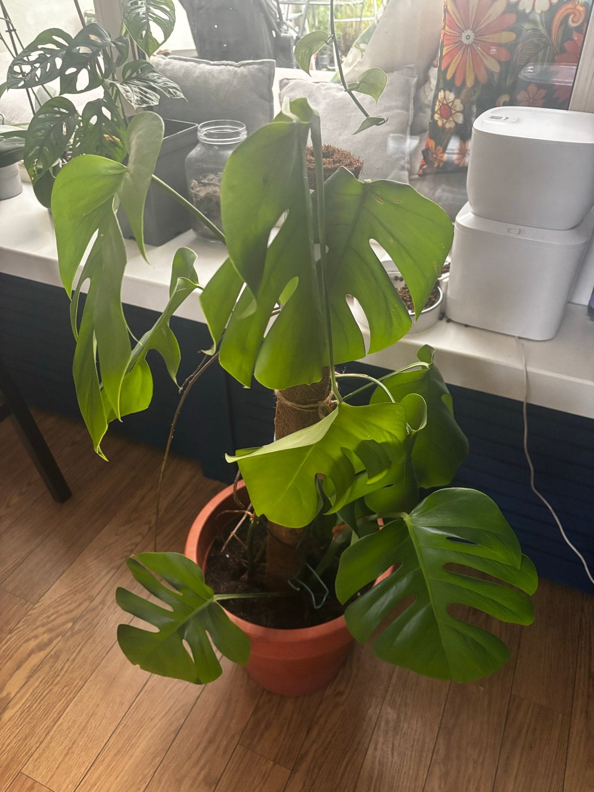 Monstera Deliciosa - Grote Kamerplant met Mosstok, Huis en Inrichting, Ophalen, 100 tot 150 cm, Overige soorten, Halfschaduw