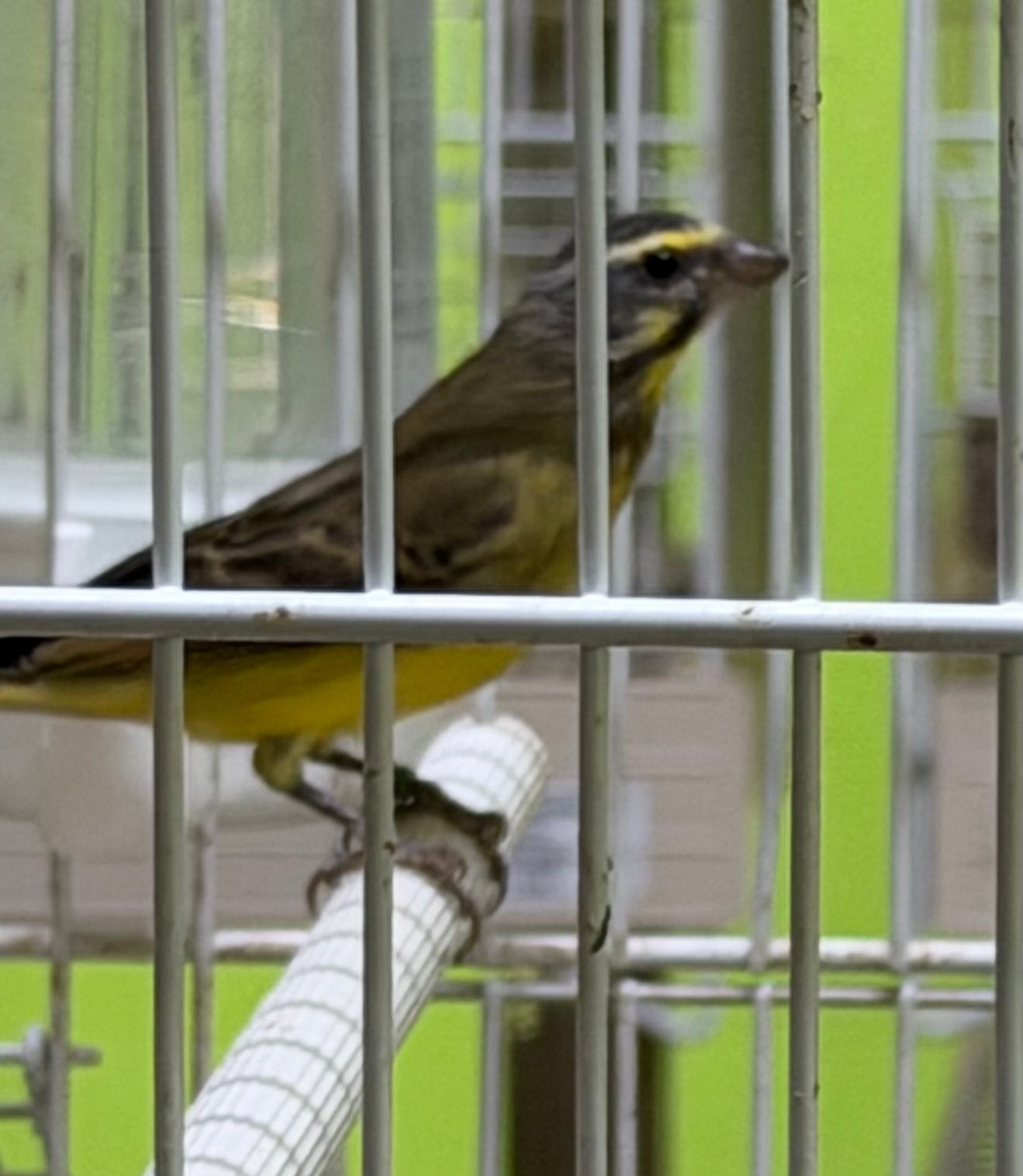 Mozambiek Sijjzen, Vrouwelijk, Wildzangvogel, Geringd