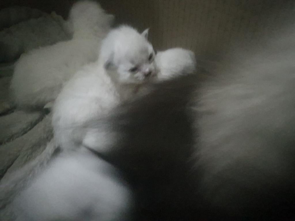 Kittens Ragdoll seal point / blue point, Geslacht onbekend