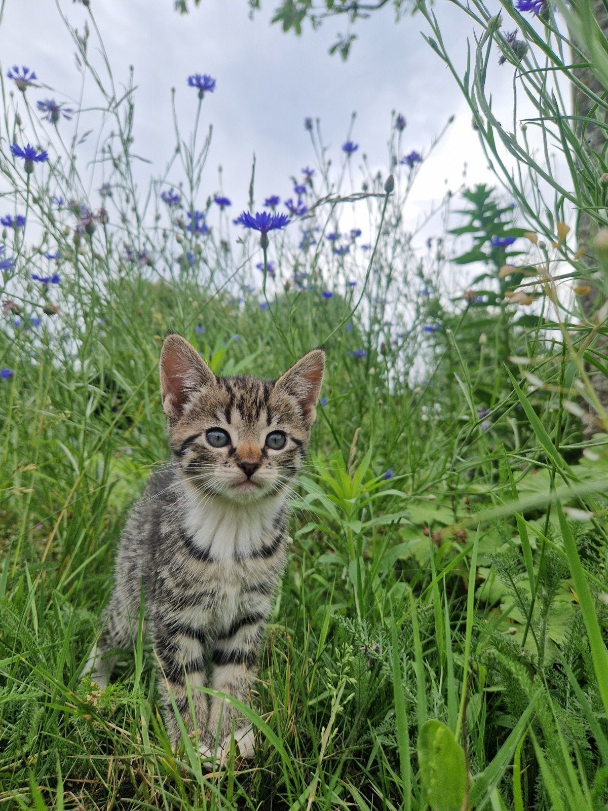 5 lieve kittens, Dieren en Toebehoren, Katten en Kittens | Overige Katten, Meerdere dieren, Kortharig, 0 tot 2 jaar