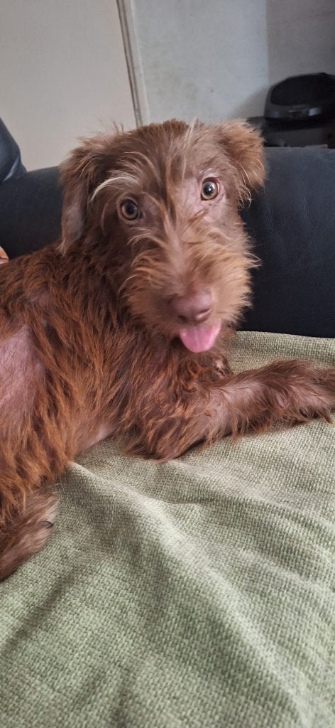 Waar mag deze leuke pup Ryan in Nederland komen wonen?, Particulier, 15 weken tot 1 jaar, Reu, Buitenland
