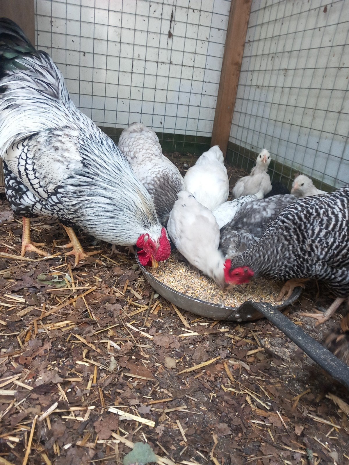 Kuikens kriel mix  wyandot kleurlegger, Geslacht onbekend, Kip