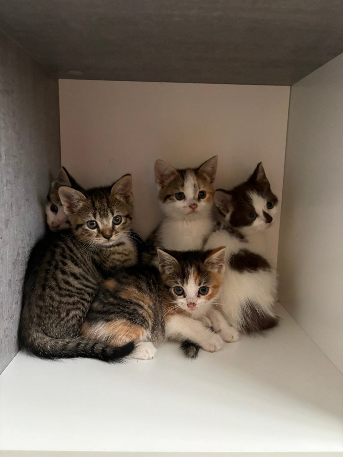 Half Brits Korthaar kittens beschikbaar, Dieren en Toebehoren, Katten en Kittens | Raskatten | Korthaar, Poes, Ontwormd, 0 tot 2 jaar